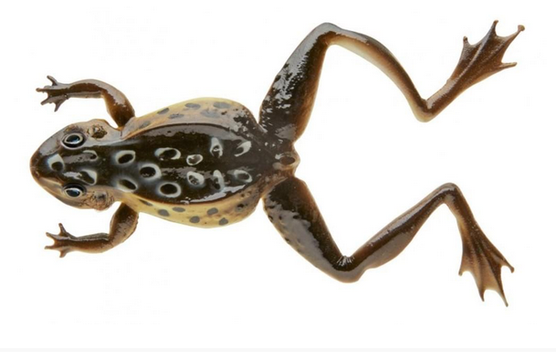 Cormoran 3D Softfrog (Jig/Offset Gummifrosch 12cm / 16g)